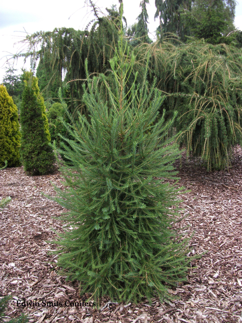 Larix decidua 'Fastigiata'